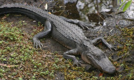 American Alligator