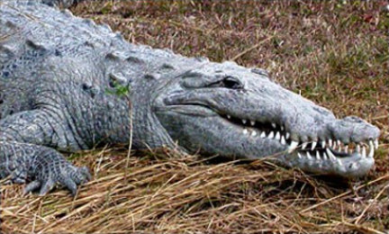 American Crocodile