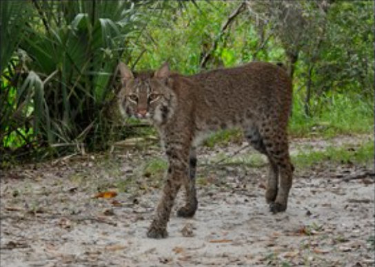 Bobcat