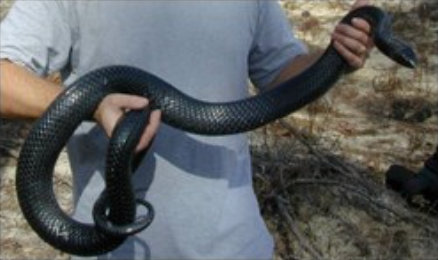 Eastern Indigo Snake