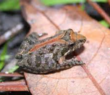 Florida Cricket Frog