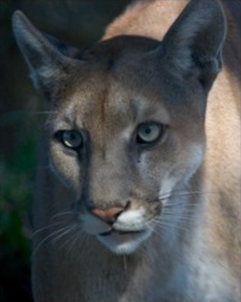 Florida Panther