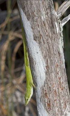 Green Anole