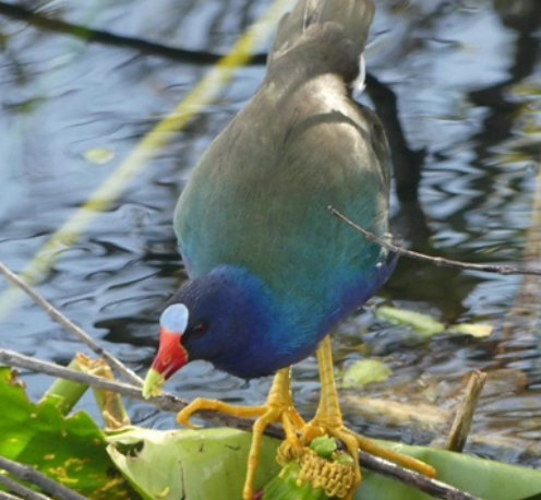 Purple Gallinule