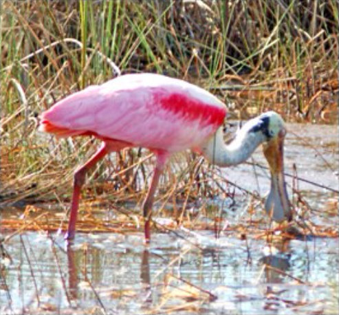 Roseate Spoonbill