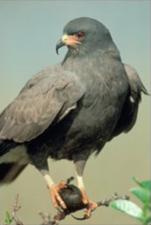 Snail Kite