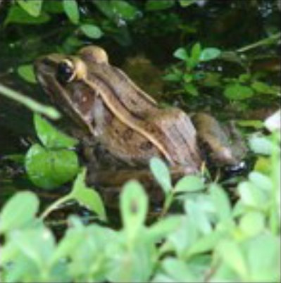 Southern Leopard Frog