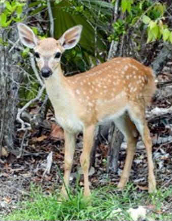 White-tailed Deer