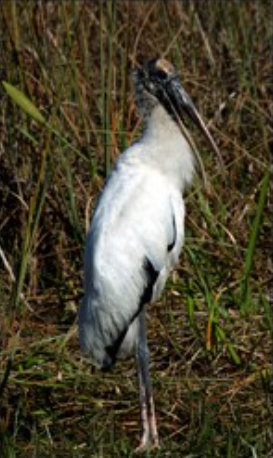 Wood Stork